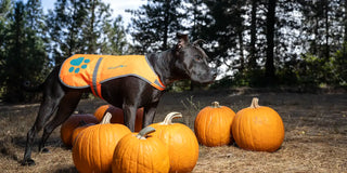 Black Lab Pit mix rescue dog wearing SafetyPUP XD high visibility reflective orange dog vest in pumpkin patch during halloween