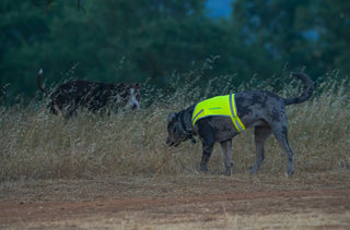 Top Visibility Challenges for Outdoor Dogs — and How to Fix Them