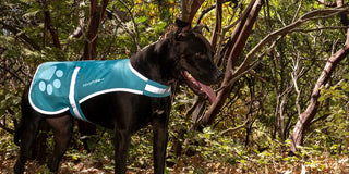Labrador Pit Bull mixed black rescue PUP wearing Teal SafetyPUP XD Hi Vis Reflective Dog vest