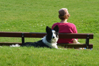 Obedience Training 101: Three Ways to Teach Your Dog to Sit