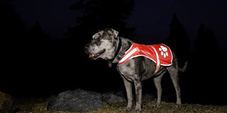catahoula leopard dog wearing reflective dog vest at night with light reflecting off vest