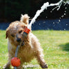 Four Ways to Help Your Pup Beat the Heat this Summer