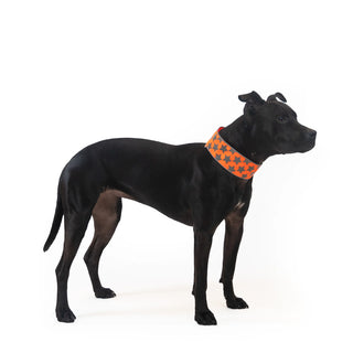 SafetyPUP XD® Reflective Dog Collar