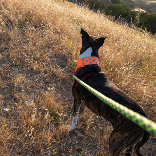 SafetyPUP XD® Reflective Dog Collar