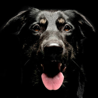 Dog in the dark - low light situations create vulnerable moments for your PUP