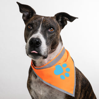 SafetyPUP XD® Orange Dog Bandana