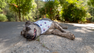 catahoula leopard dog laying on concrete with 4th of July bandana
