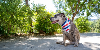 dog wearing USA 4th of July reflective dog bandana with hook and loop velcro like closure