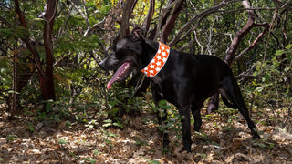 black dog in forest with SafetyPUP XD high visibility reflective collar