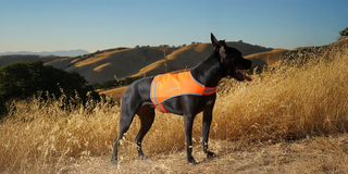 Black dog in field wearing SafetyPUP XD High visibility reflective dog vest