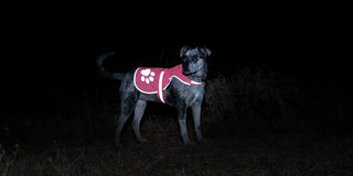 Dog in the dark wearing SafetyPUP XD High Visibility Reflective Dog Vest