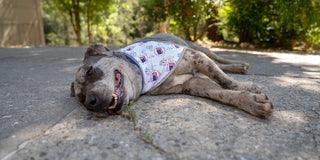 dog laying on driveway wearing reflective 4th of July Bandana