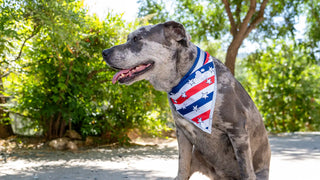 catahoula hound sitting on concrete in the mountains wearing SafetyPUP XD 4t of July dog collar