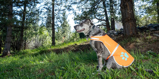 Catahoula hound rescue dog sitting in the mountains wearing SafetyPUP XD High Visibility Reflective Dog Vest 
