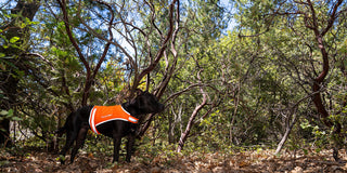 black dog in woods wearing high visibility reflective dog vest