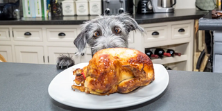 dog staring at cooked turkey on counter