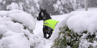 Winter Dog Walk Safety: What Changes After the Holidays