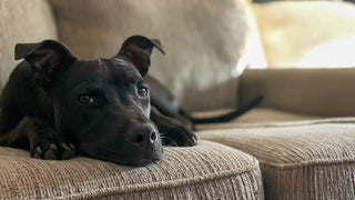 Black lab pit mix rescue dog laying on tan couch