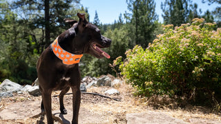 Black dog in mountains with high visibility reflective collar