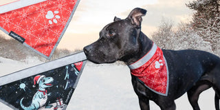 Christmas dog bandana on dog in snow