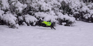 black dog running in the snow with yellow high visibility vest on