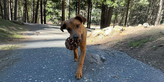 tan colored dog walking on trail carrying pine cone