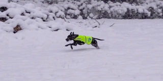 black dog running in snow wearing yellow high visibility reflective dog vest