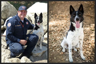 Rocket to the Rescue! A High Energy Dog That Once Faced Euthanasia is Now Rescuing Survivors in Texas