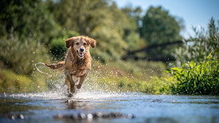 Top Dog Safety Tips to Keep Your SafetyPUP Happy and Healthy