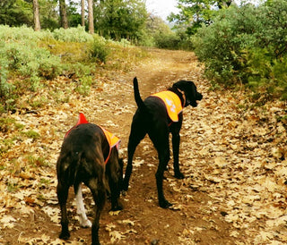 Five Dog Safety Tips for Fall