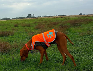 The Top Five Hunting Season Safety Rules for You and Your Dog