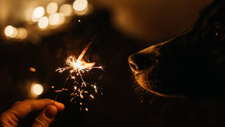 Fear free new year - dog safety tips for new year's eve