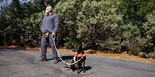 man walking dog on hike in forest with low light conditions while dog is wearing high visibility gear