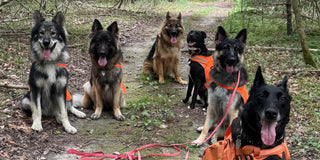 Tails & Trails Dog Training: Structured Pack Hikes in Somerset, MA