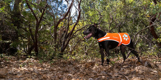 Dog wearing hi vis reflective dog vest in the woods