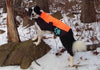 Truth Revealed: Do Dogs Need Clothing During the Winter?