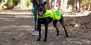 Dog on an after thanksgiving walk