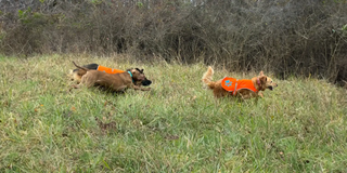 dogs running through grass