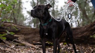 black dog in forest with reflective leash held by dog mom