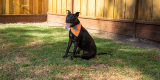 black dog sitting on grass in backyard wearing SafetyPUP XD high visibility reflective bandana