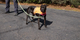 black dog in hi vis vest