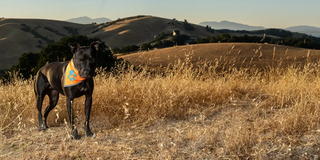 dog on mountain with blaze orange dog bandana