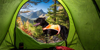 Camping With Your Dog: The Visibility & Safety Checklist
