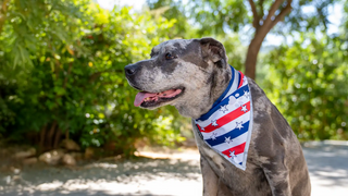 The Ultimate 4th of July Dog Safety Guide