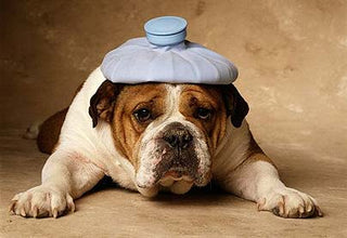 Does your dog know when you’re sick?