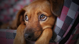 Doggy Hay Fever? What To Look For.. What To Do
