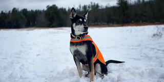 Winter Begins Now: A Dog Family’s Guide to Preparing for the Season Ahead