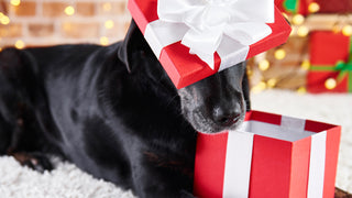 The 15 Best Christmas Gifts For Your Dog In 2020