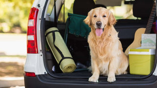 Dog Safety Tips for Holiday Trip