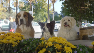 Help Us Air the “Doritos Dogs” Commercial During the Super Bowl!